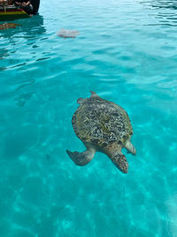 High angle view of turtle swimming in sea