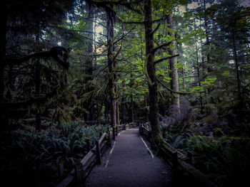 Footpath amidst trees in forest