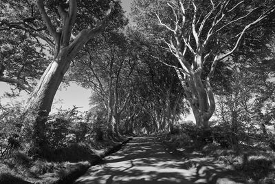 Footpath along trees