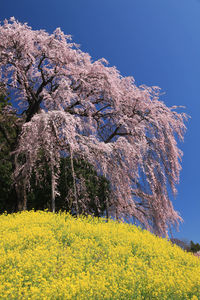 Yellow flowering plants on field against clear sky