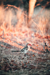 Bird perching on a field