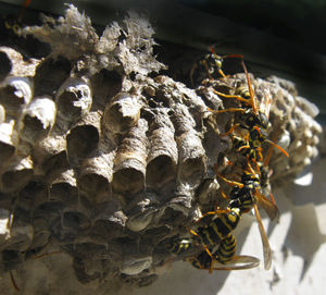 Close-up of bee on the ground