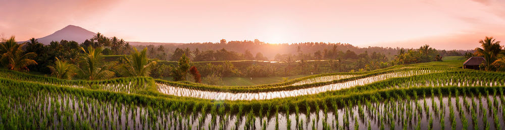 Panoramic view of rice paddy against sky