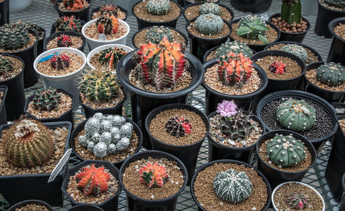 High angle view of potted plants for sale at market