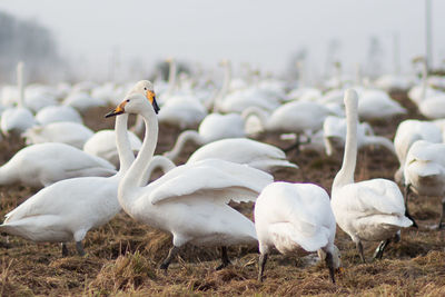 View of birds on field