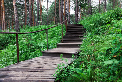 A winding bridge in the forest. a wooden boardwalk  hiking trail or footpath through the forest.