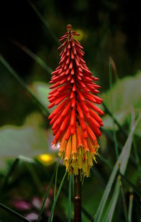 Close-up of red flower