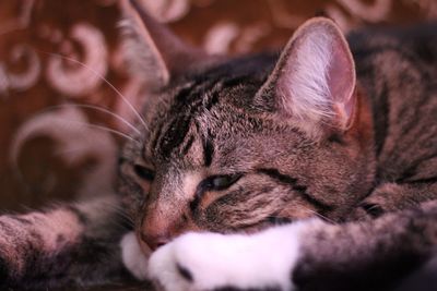 Close-up portrait of cat relaxing