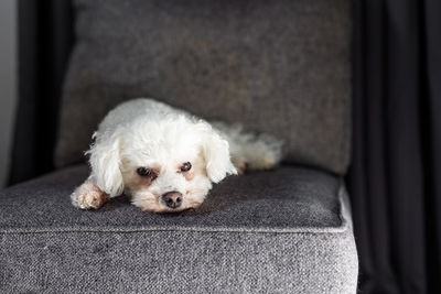 Portrait of dog sitting on sofa at home, bichon frise puppy