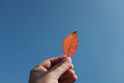 Cropped hand holding autumn leaf against clear blue sky