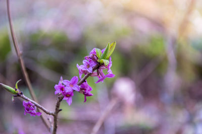 Close-up of pink flowering plant