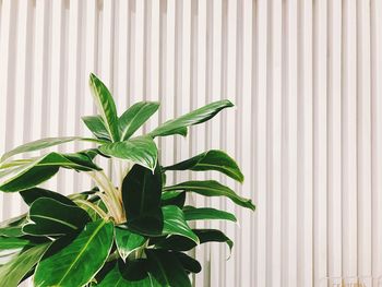 Close-up of leaves against wall