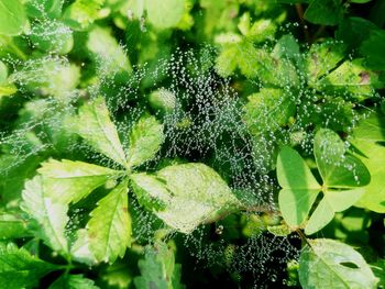 Close-up of wet plant leaves during rainy season