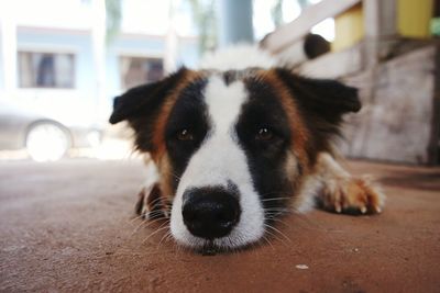 Portrait of dog relaxing on floor