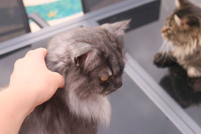 Close-up of hand with cat at home