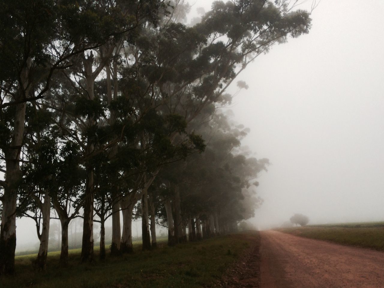 Misty Tree Plantation