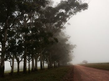 Road passing through trees