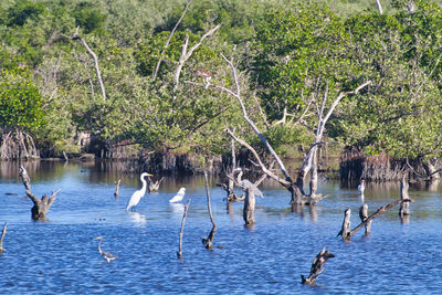 Birds flying over lake