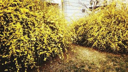 Close-up of yellow trees against sky