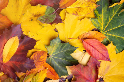 Close-up of yellow maple leaves