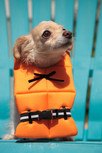 Concerned chihuahua dog in a halloween costume nautical orange life vest in florida.