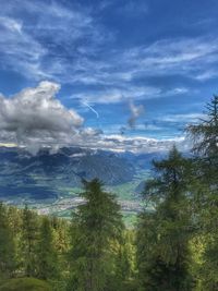 Scenic view of pine trees against sky