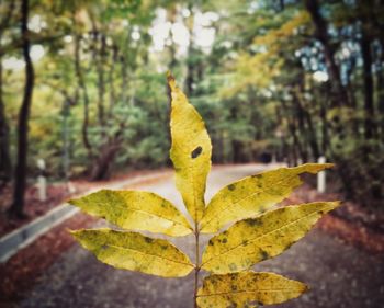 Close-up of yellow maple leaf on street