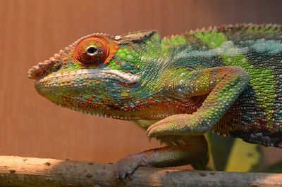 Close-up of lizard