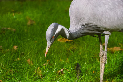 Close-up of a bird on field