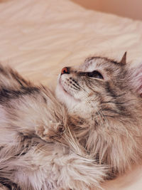 Close-up of a cat sleeping