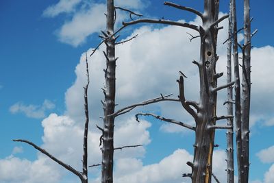 Low angle view of bare tree against blue sky