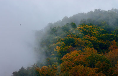 Scenic view of trees against sky during foggy weather