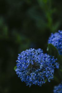 Close-up of purple hydrangea flowers blooming in park