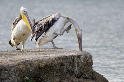 View of bird perching on rock by sea