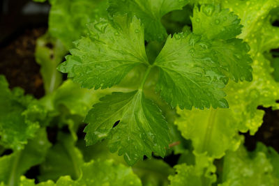 Close-up of leaves on plant