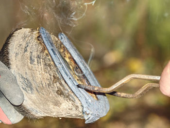 Close-up of log in forest