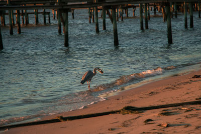 View of birds on beach