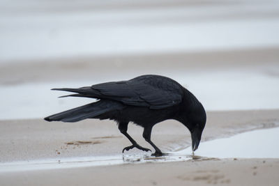 View of a bird on beach