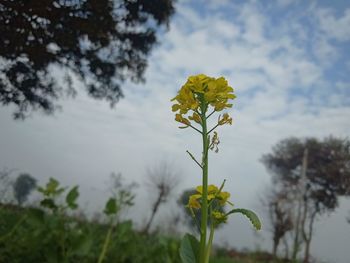 Close-up of yellow flowering plant against sky