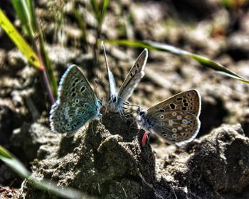 Close-up of butterfly