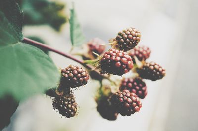 Close-up of berries