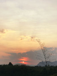 Silhouette tree against sky during sunset