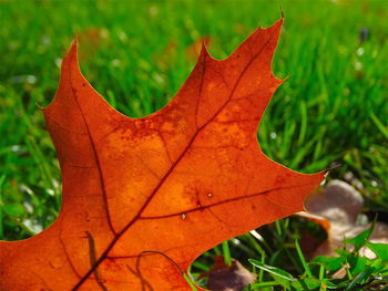 Close-up of leaves