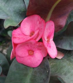 Close-up of pink flower blooming outdoors