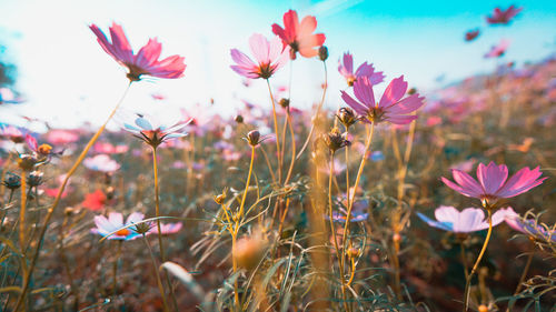 Cosmos flowers beautiful in the garden