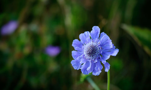 flowering plant