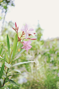 Close-up of plant