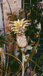 Close-up of flowers