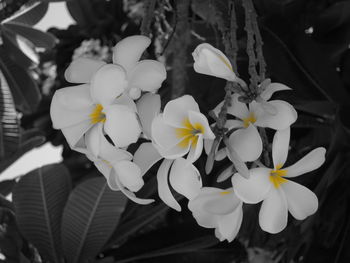 Close-up of flowers blooming outdoors