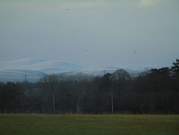 Bird flying over field against sky